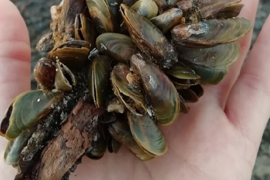 Featured Image for Aquatic Invasive Species Defense Team Training