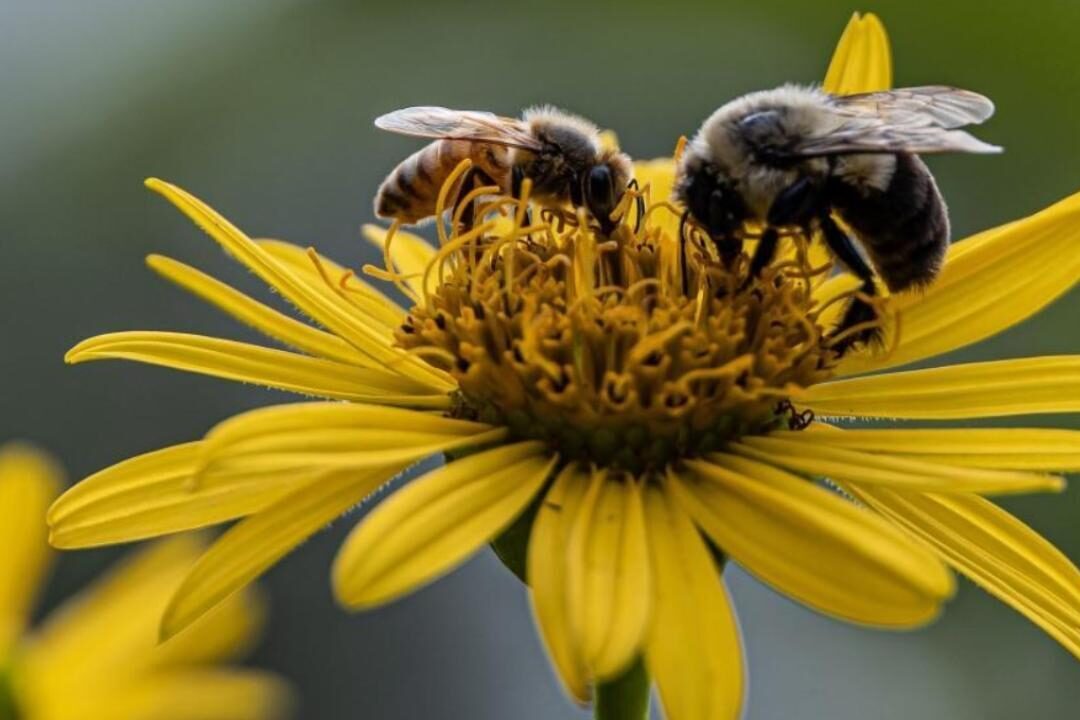 Featured Image for What are bees thinking?
