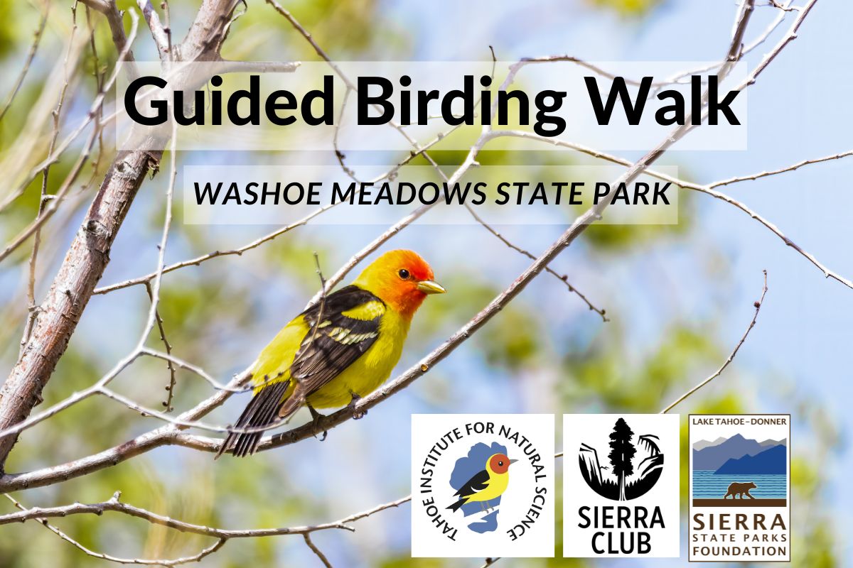 Featured Image for Guided Birding Walk with TINS