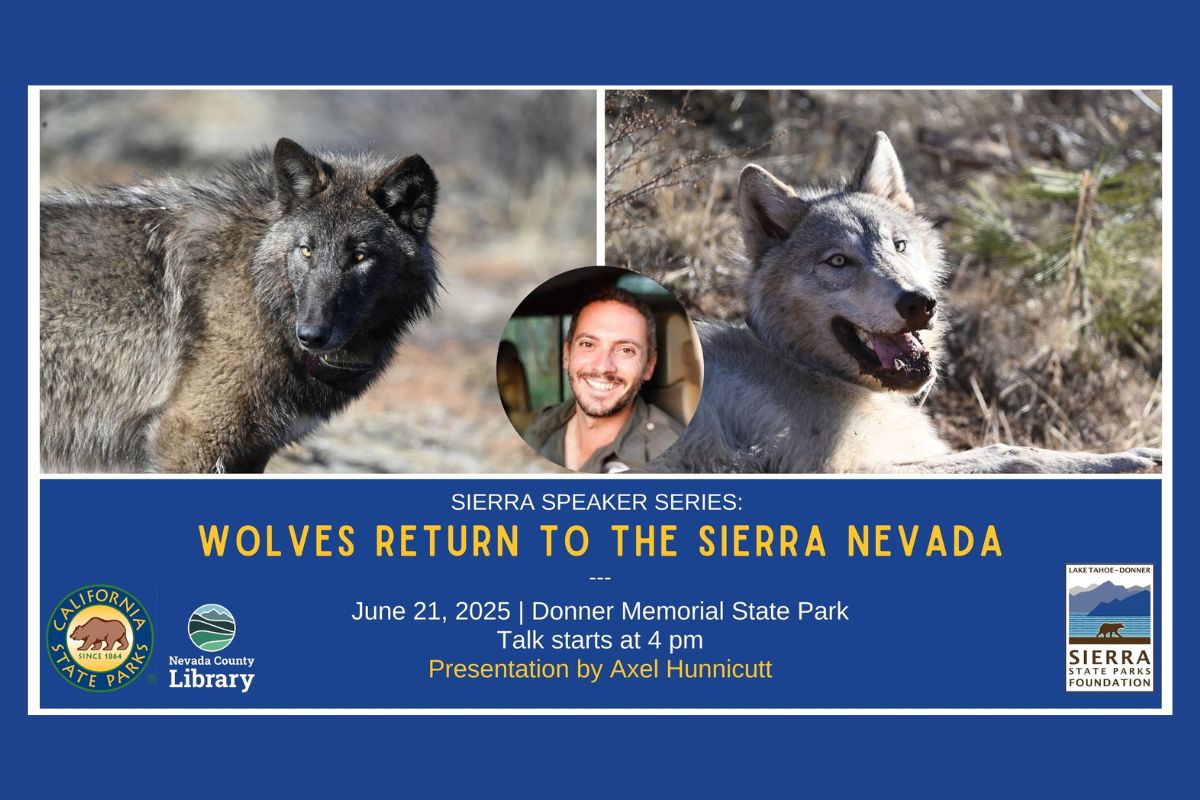 Featured Image for Sierra Speaker Series: Wolves Return to the Sierra Nevada