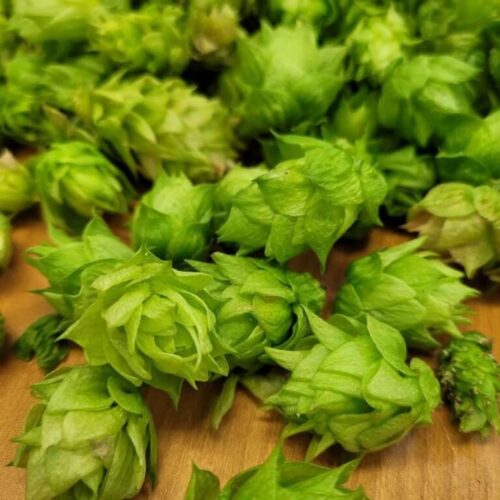 BearBellyBrewing-768x768