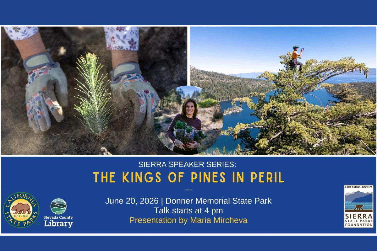 Featured Image for Sierra Speaker Series: The King of Pines in Peril