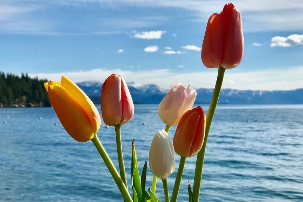 Featured Image for Easter at Sunnyside