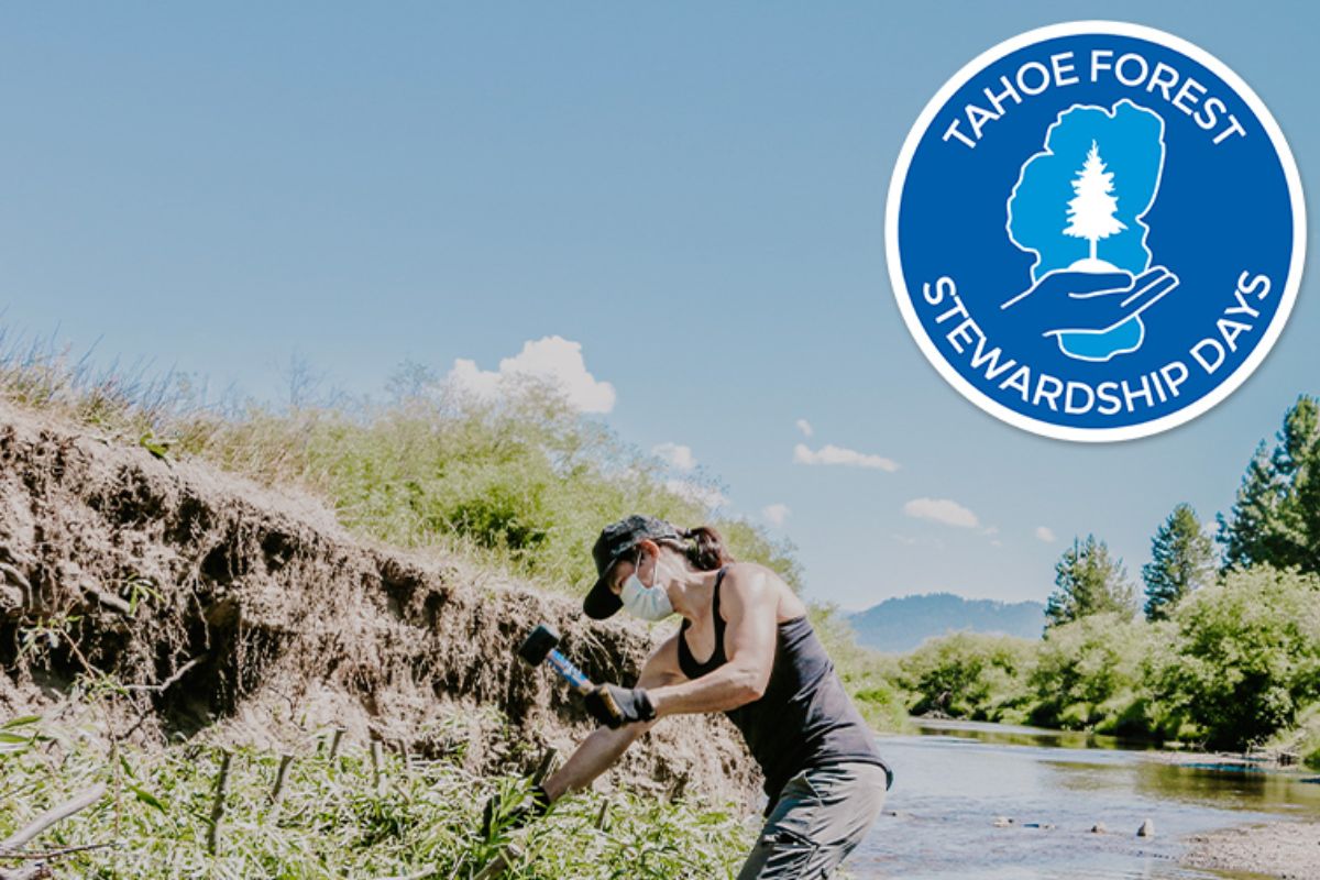 Featured Image for Tahoe Forest Stewardship Day