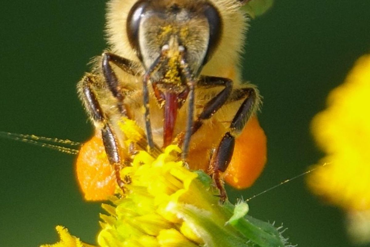 Featured Image for Bee-O-Blitz Intro to Native Bees Walk