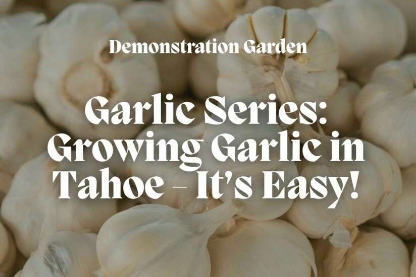 Featured Image for Growing Garlic in Tahoe – It’s Easy!